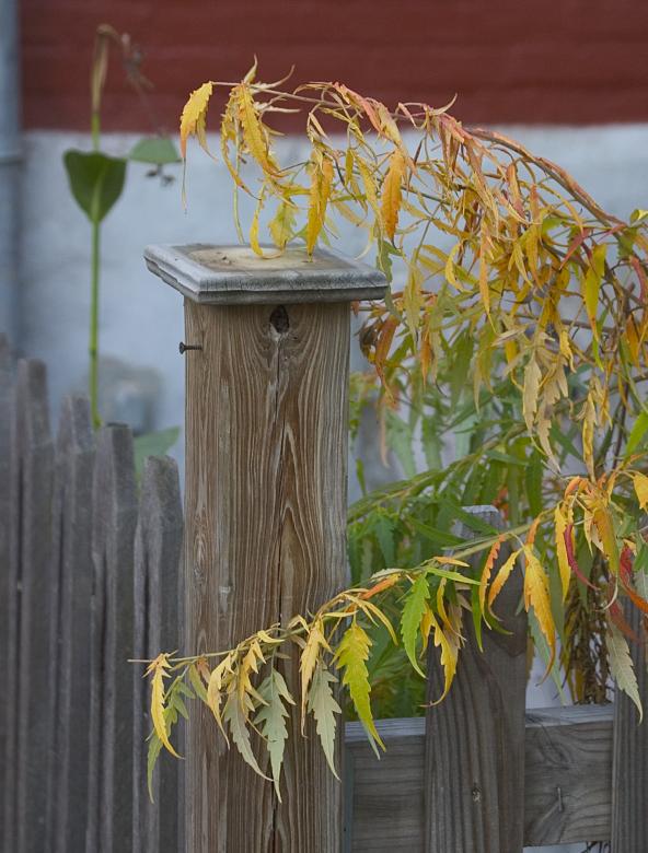 Photo Title - Autumn Leaves & Fence